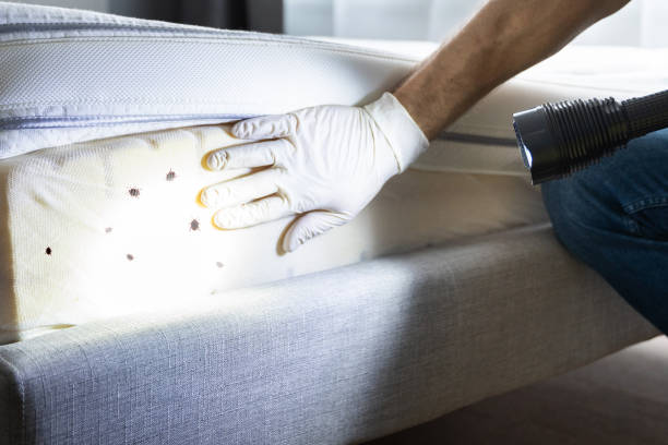Best Wasp Removal Services  in Daniel, UT