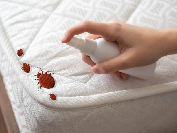 Best Flea Control Services  in Daniel, UT