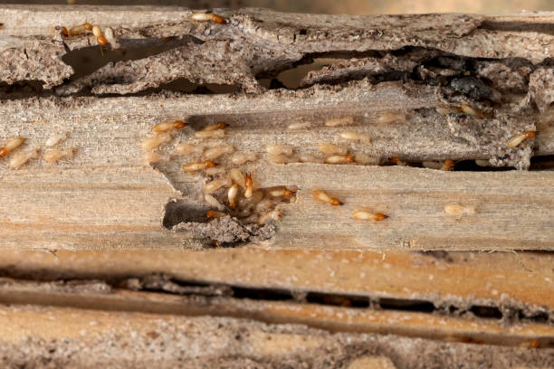 Best Best Pest Control Companies  in Daniel, UT